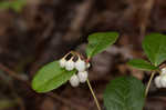 Eastern teaberry <BR>Wintergreen